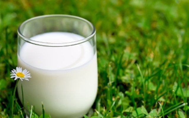 Безопасно ли пить молоко, которое дают беременные коровы