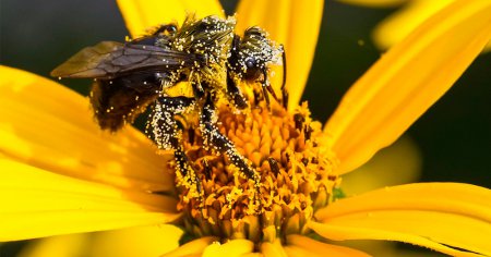 Цветочная пыльца: чем полезна и как применять?