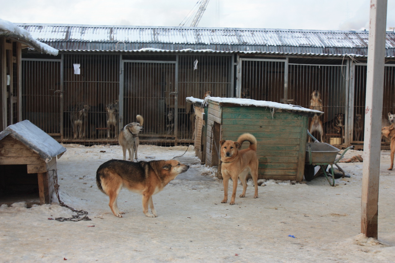 Брошенные хозяевами: фоторепортаж из собачьего питомника в Вологде