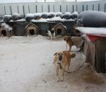 Брошенные хозяевами: фоторепортаж из собачьего питомника в Вологде