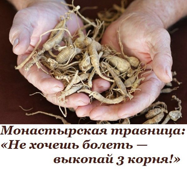 Монастырская травница: «Не хочешь болеть — выкопай 3 корня!»
